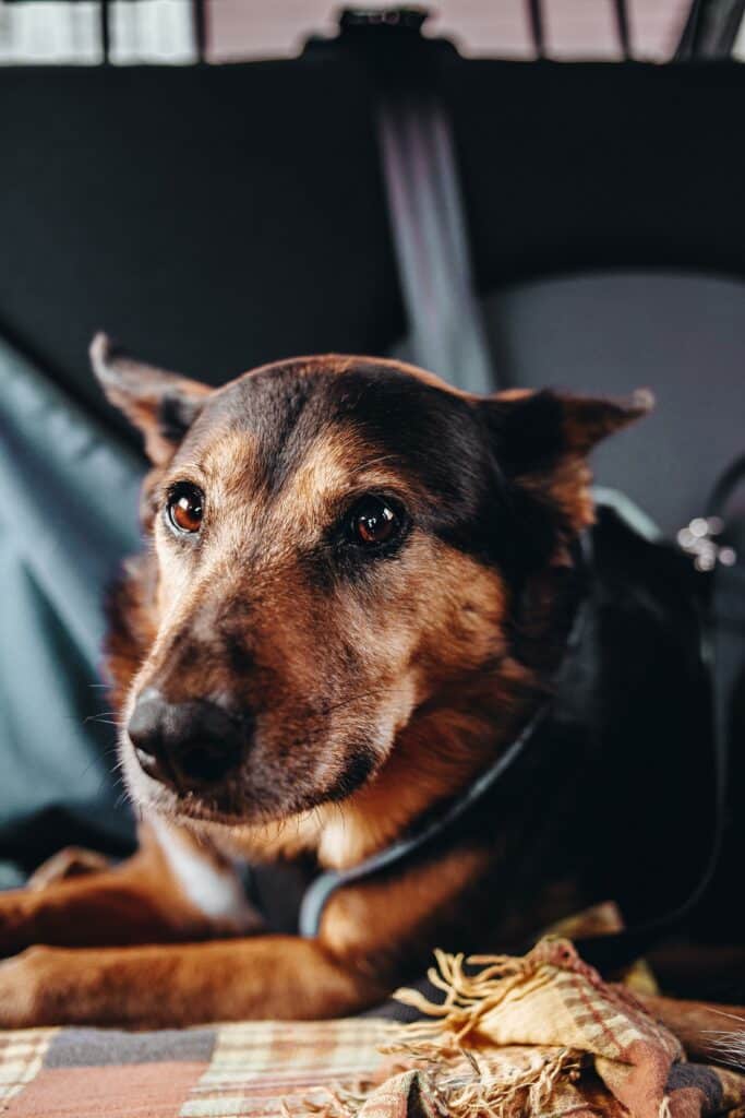 Hund im Auto