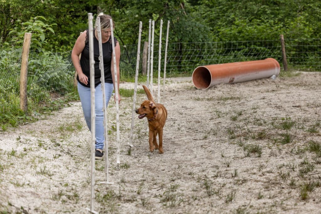 Agility Slalom für Hunde in Allweglehen